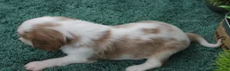 Cavalier King Charles Spaniel dogs for sale: Cavalier King Charles Spaniel Puppy 1 - Ad 6