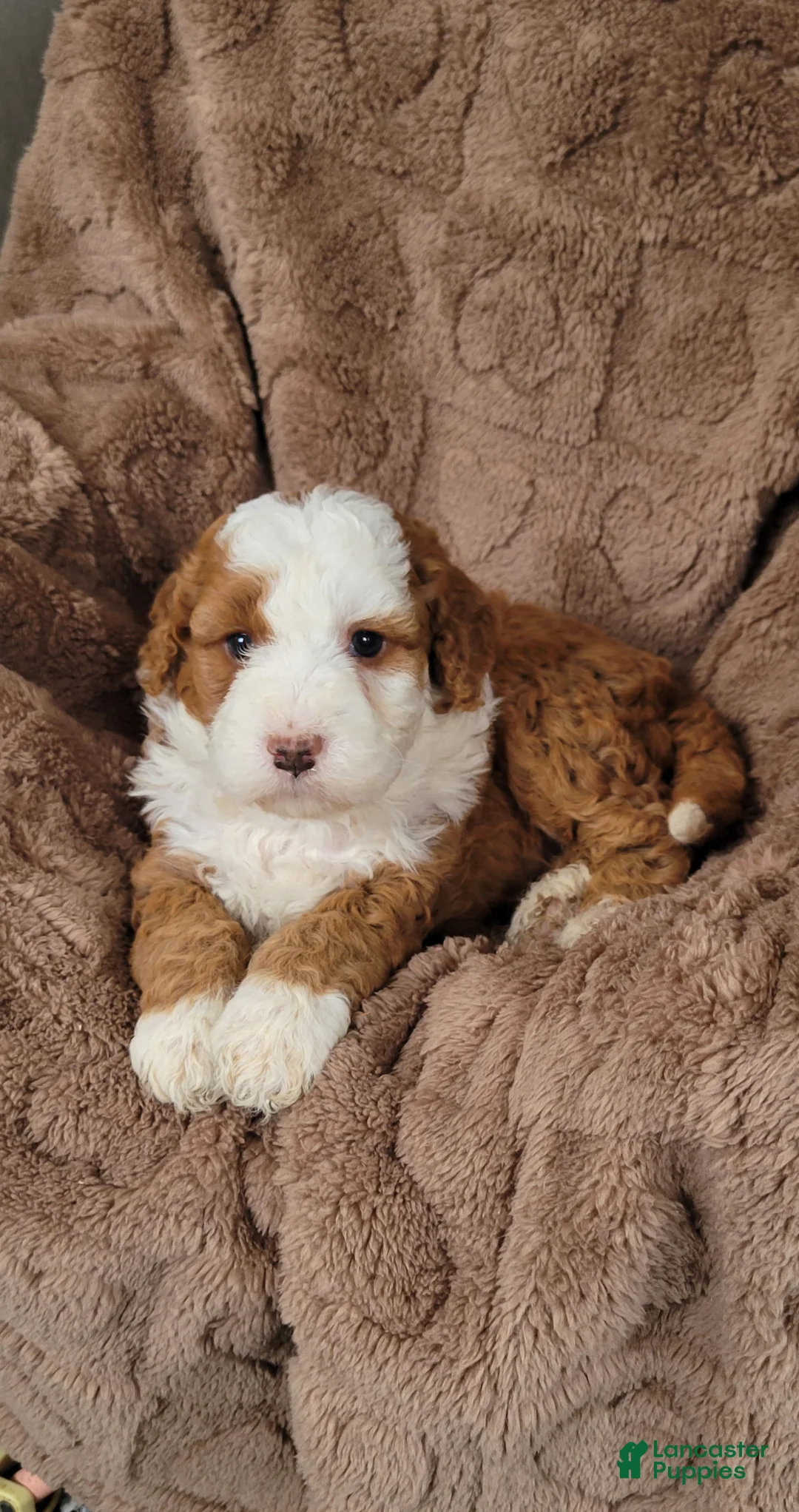 Mini Bernedoodle dogs for sale: Jax - Ad 2