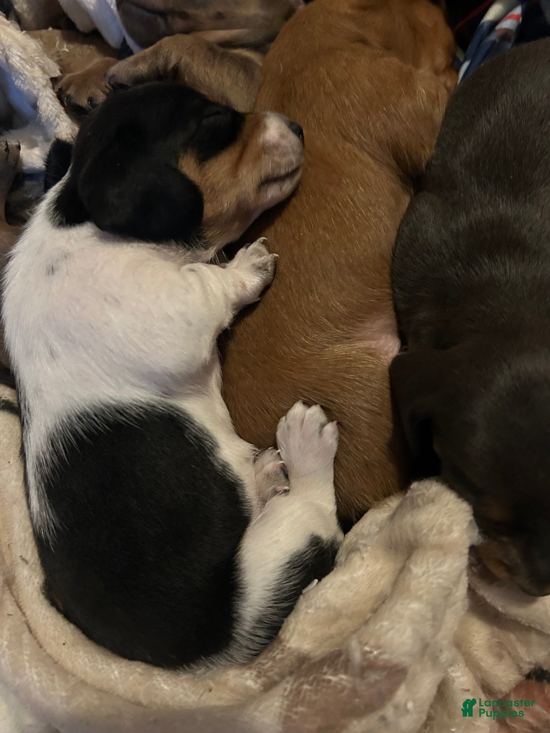 Miniature Dachshund dogs for sale: Sassyfrass  - Ad 2