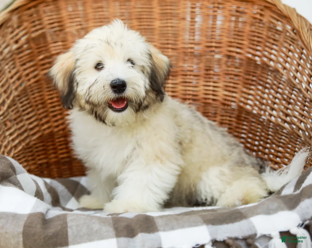 Havanese dogs for sale: Buddy - Ad 2