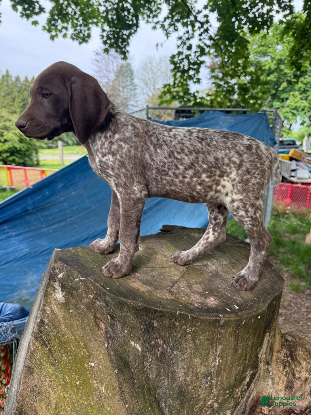 German Shorthaired Pointer dogs for sale: Gina - Ad 3
