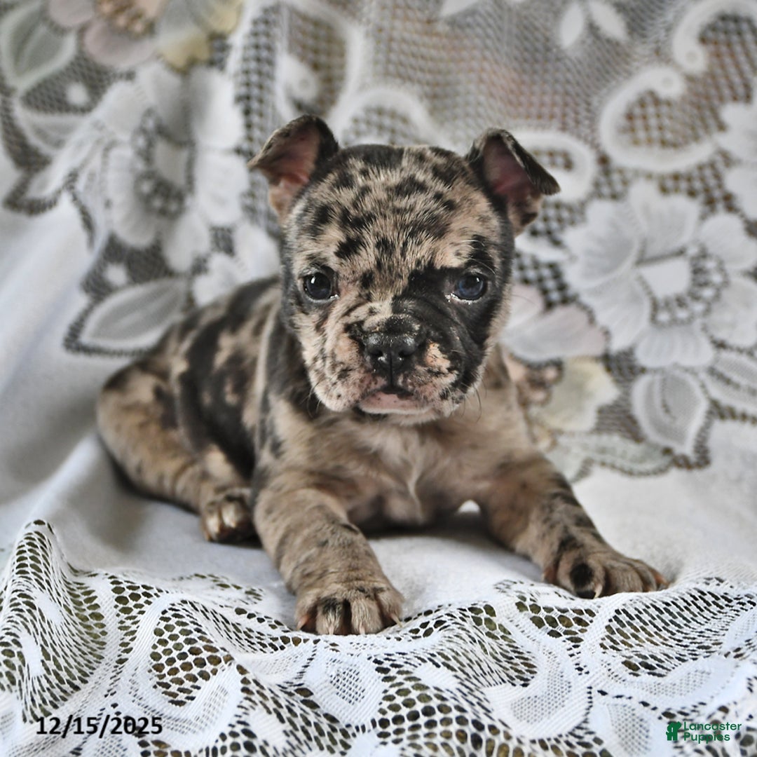 French Bulldog dogs for sale: Cookie Dough - Ad 4