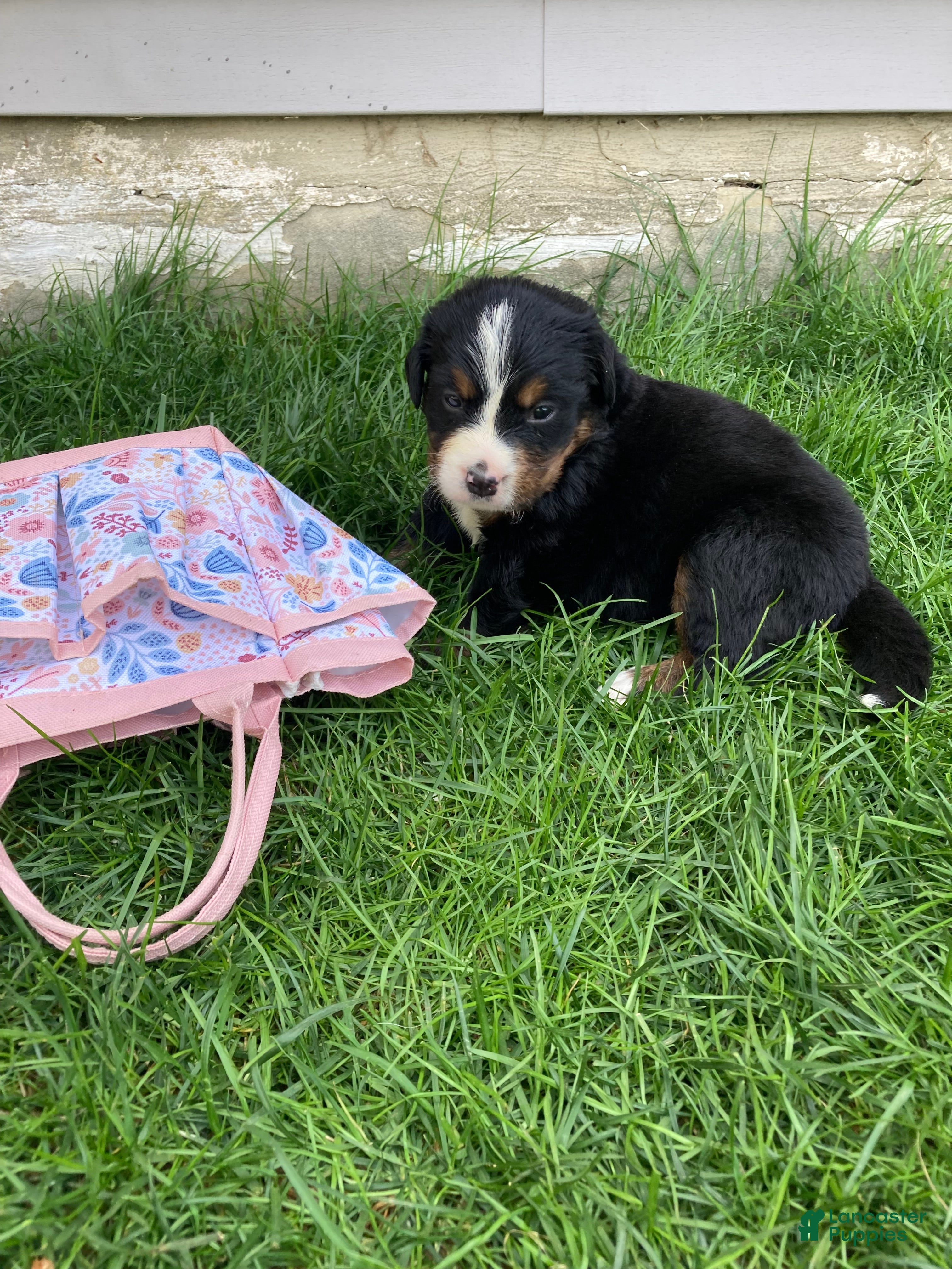 Bernese Mountain Dog dogs Sash - Ad 2