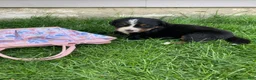 Bernese Mountain Dog dogs for sale: Sash - Ad 8