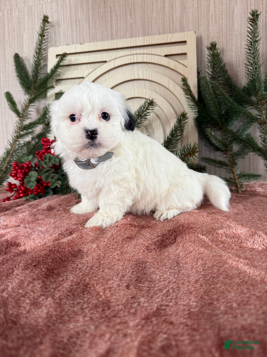 Teddy Bear dogs for sale: Snowy - Ad 7