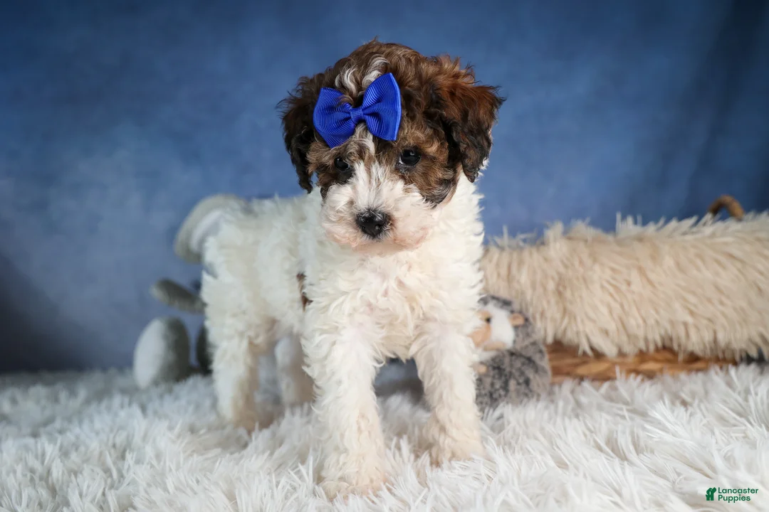 Havapoo dogs for sale: ELVIS - Ad 6