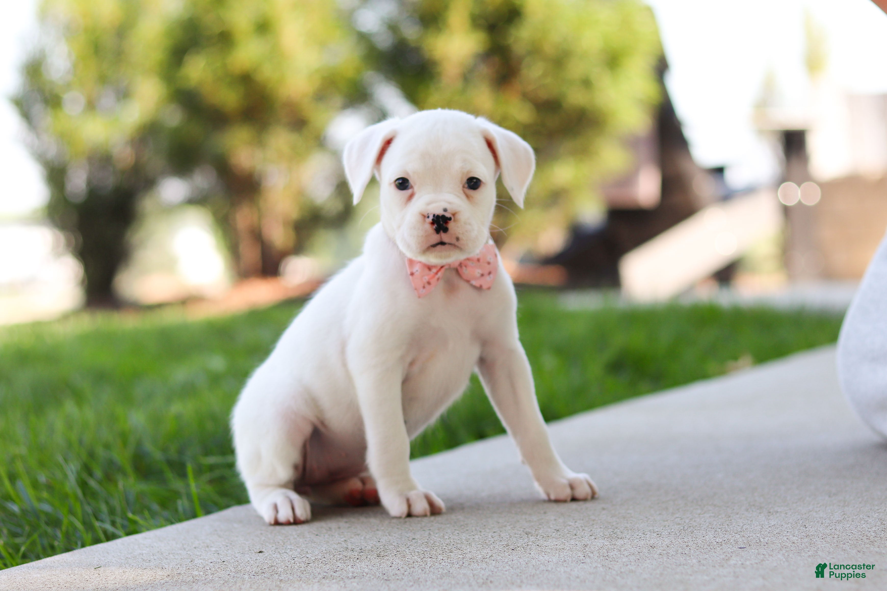 Boxer dogs Lexie - Ad 1