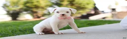 Boxer dogs for sale: Lexie - Ad 1