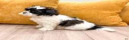 Shihpoo dogs for sale: Muffin - Ad 5