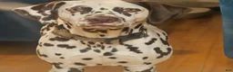 Dalmatian dogs for sale: Cocoa - Ad 4