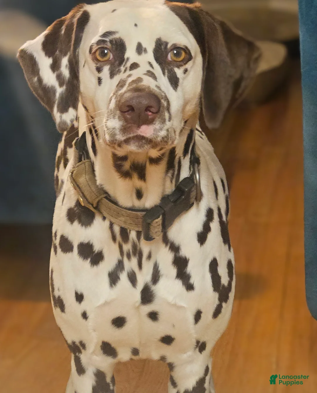 Dalmatian dogs for sale: Cocoa - Ad 4