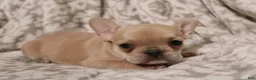 French Bulldog dogs for sale: Lily - Ad 4