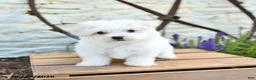 Mixed Breed dogs for sale: Ottis - Ad 5