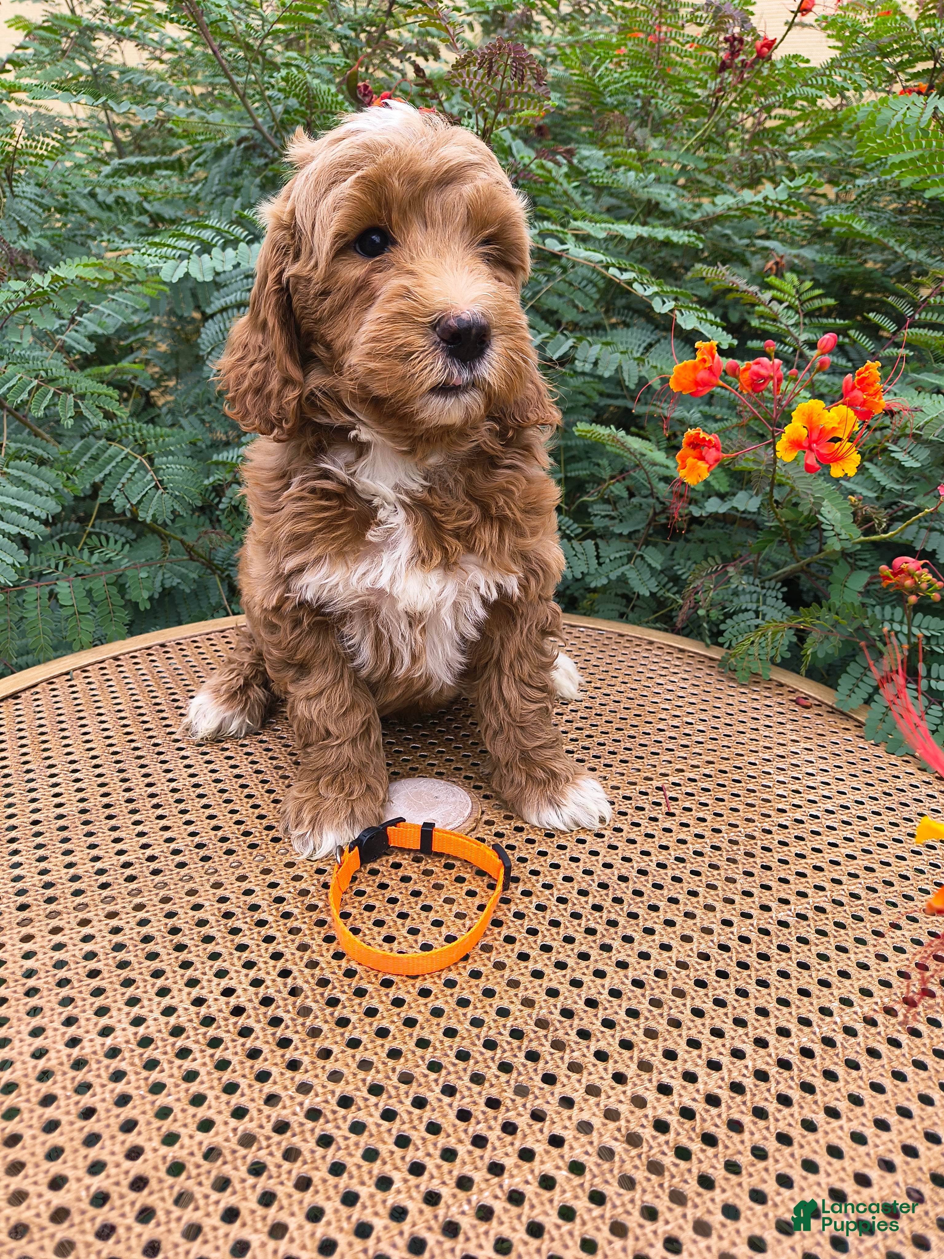 Mini Goldendoodle dogs Orange Collar - Ad 2