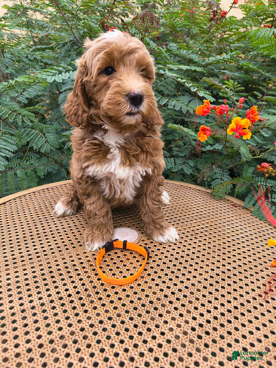 Mini Goldendoodle dogs for sale: Orange Collar - Ad 2