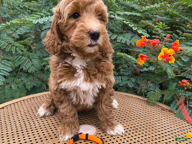 Mini Goldendoodle dogs for sale: Orange Collar - Ad 2