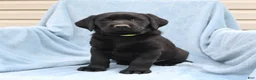 Labrador Retriever dogs for sale: Patsy - Ad 2