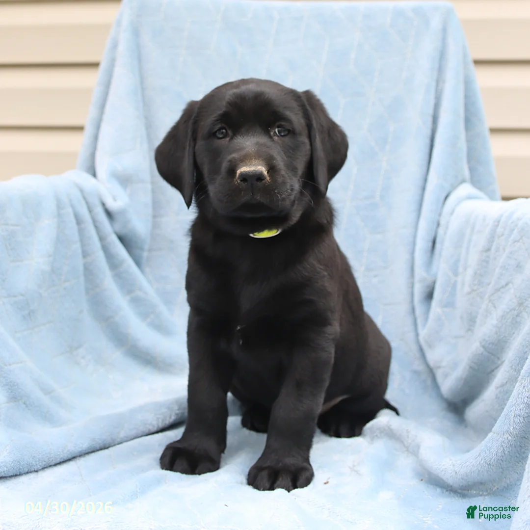 Labrador Retriever dogs for sale: Patsy - Ad 2