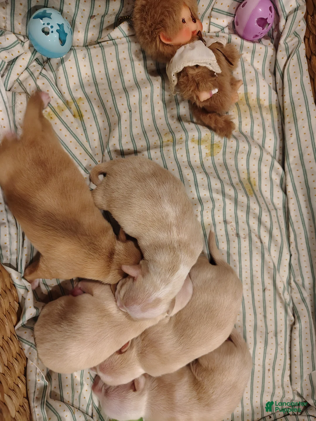 Mixed Breed dogs for sale:  Muffles - Ad 1
