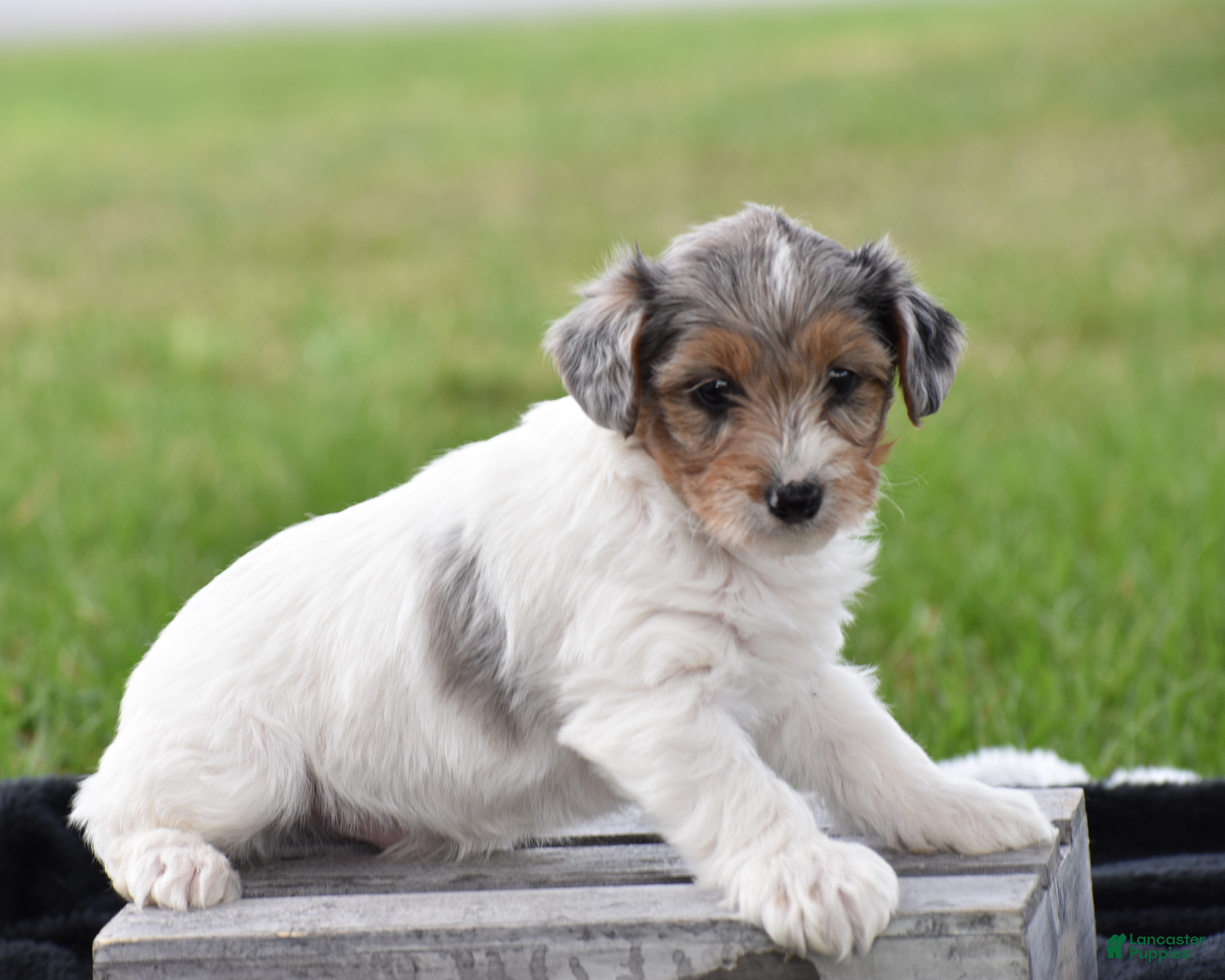 Yorkiepoo dogs Verl - Ad 2