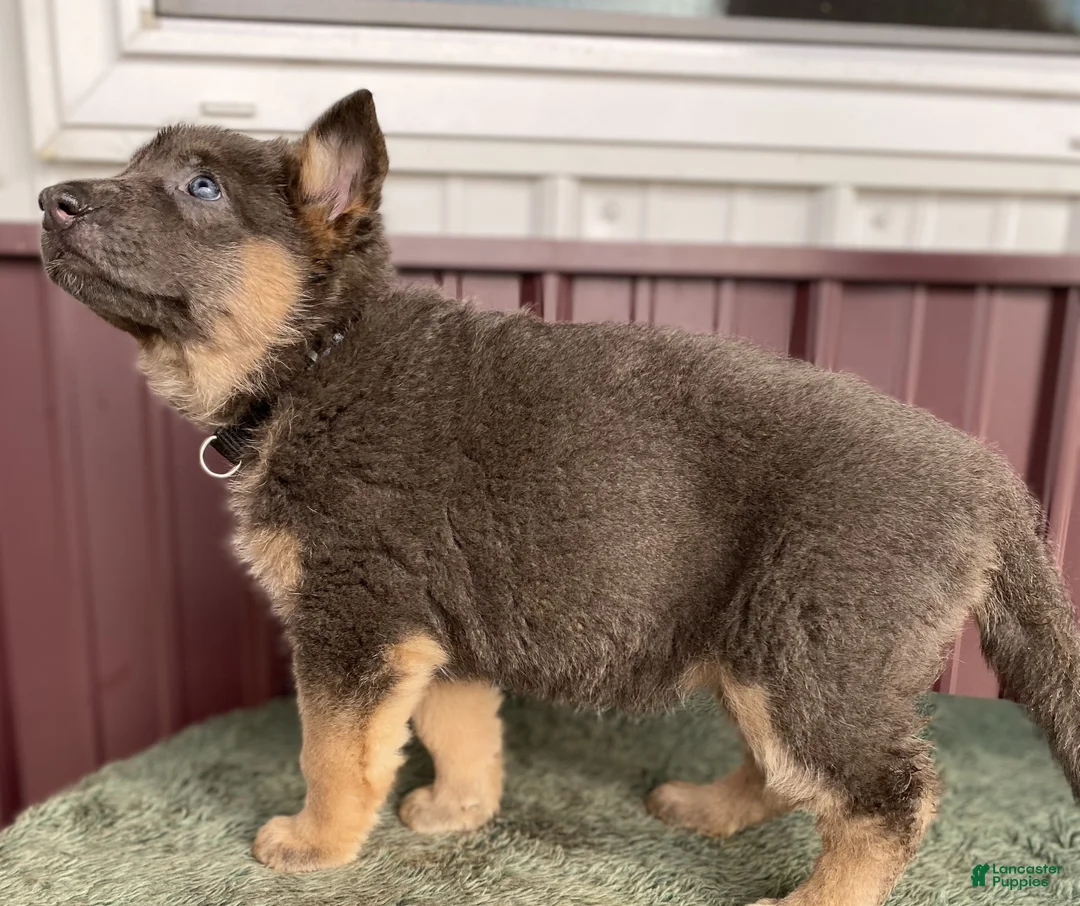 German Shepherd dogs for sale: German Shepherd Puppy 4 Missy - Ad 2