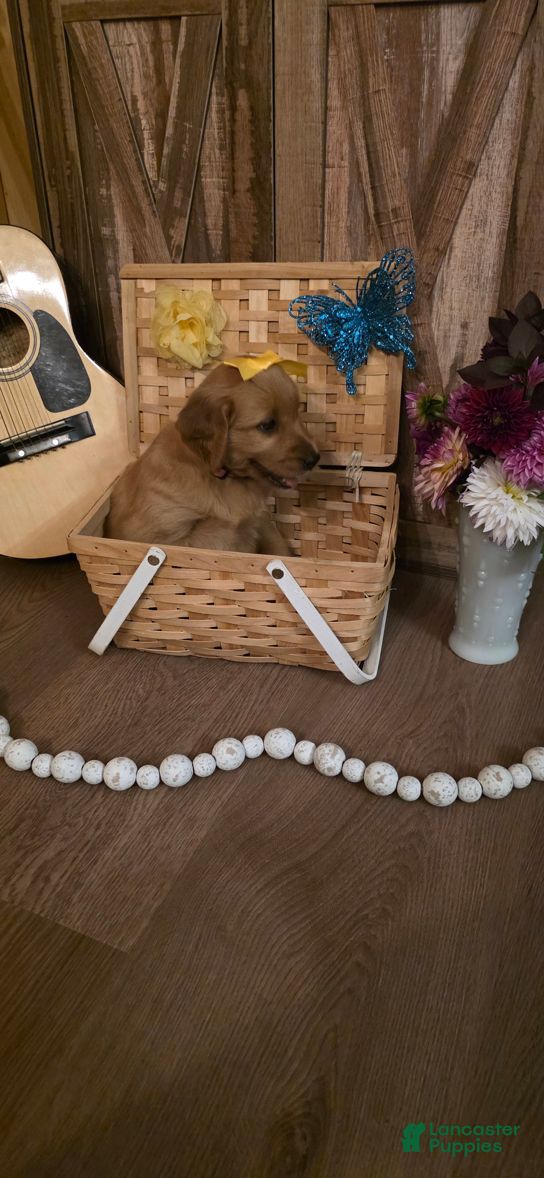 Golden Retriever dogs  Daisy  - Ad 2