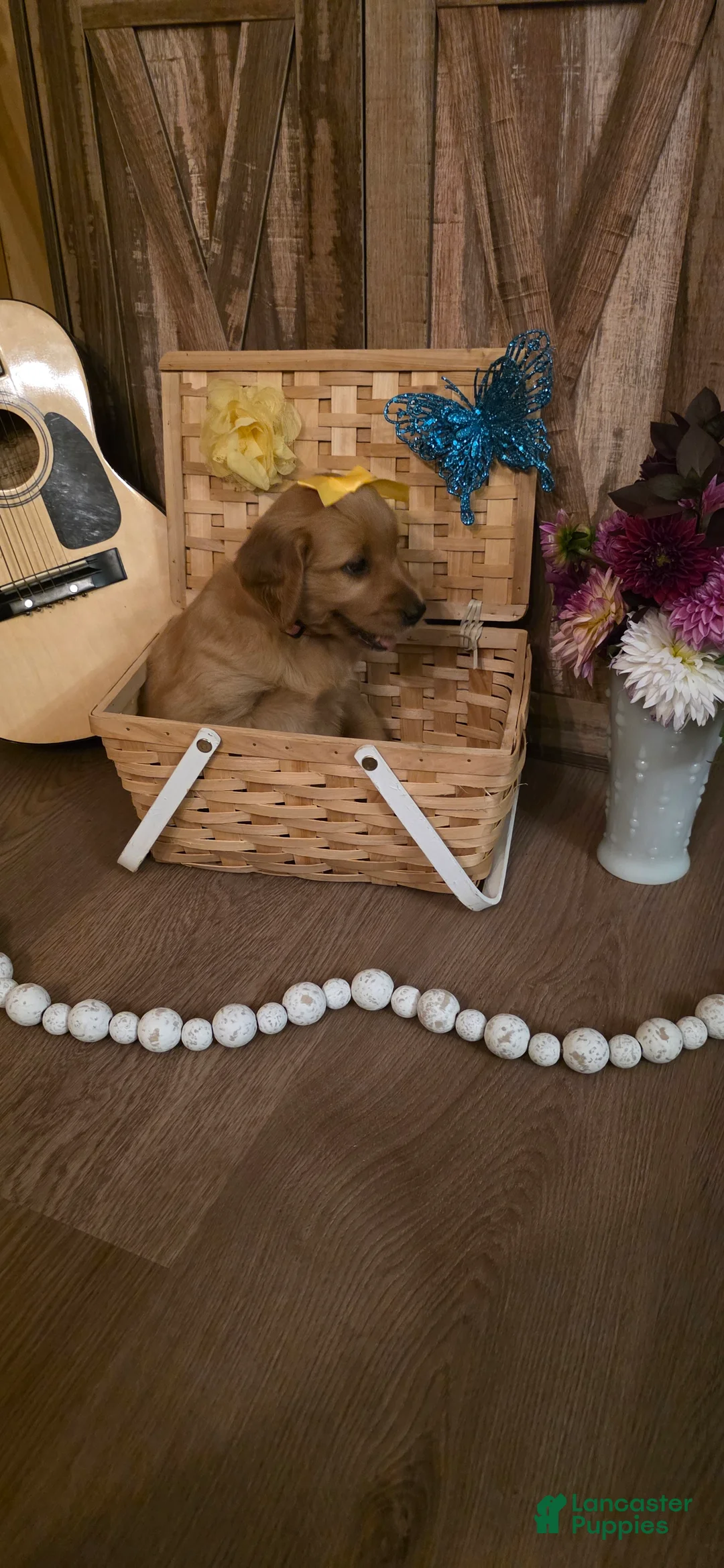 Golden Retriever dogs for sale:  Daisy  - Ad 2
