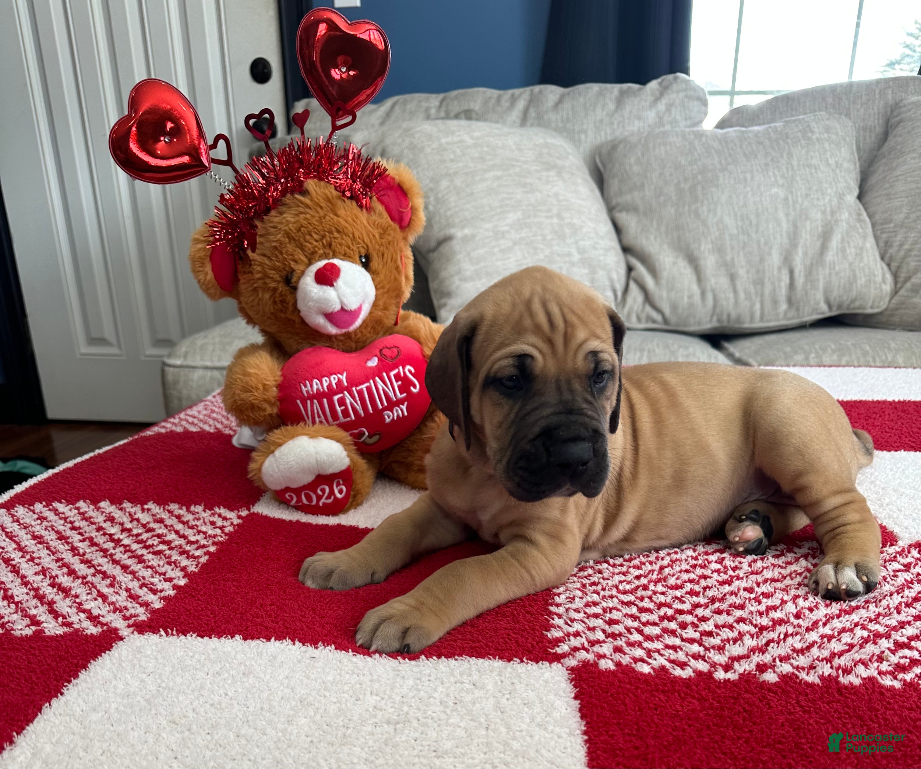 Great Dane dogs Pink Collar - Ad 26