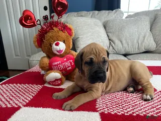 Great Dane dogs Pink Collar - Ad 26