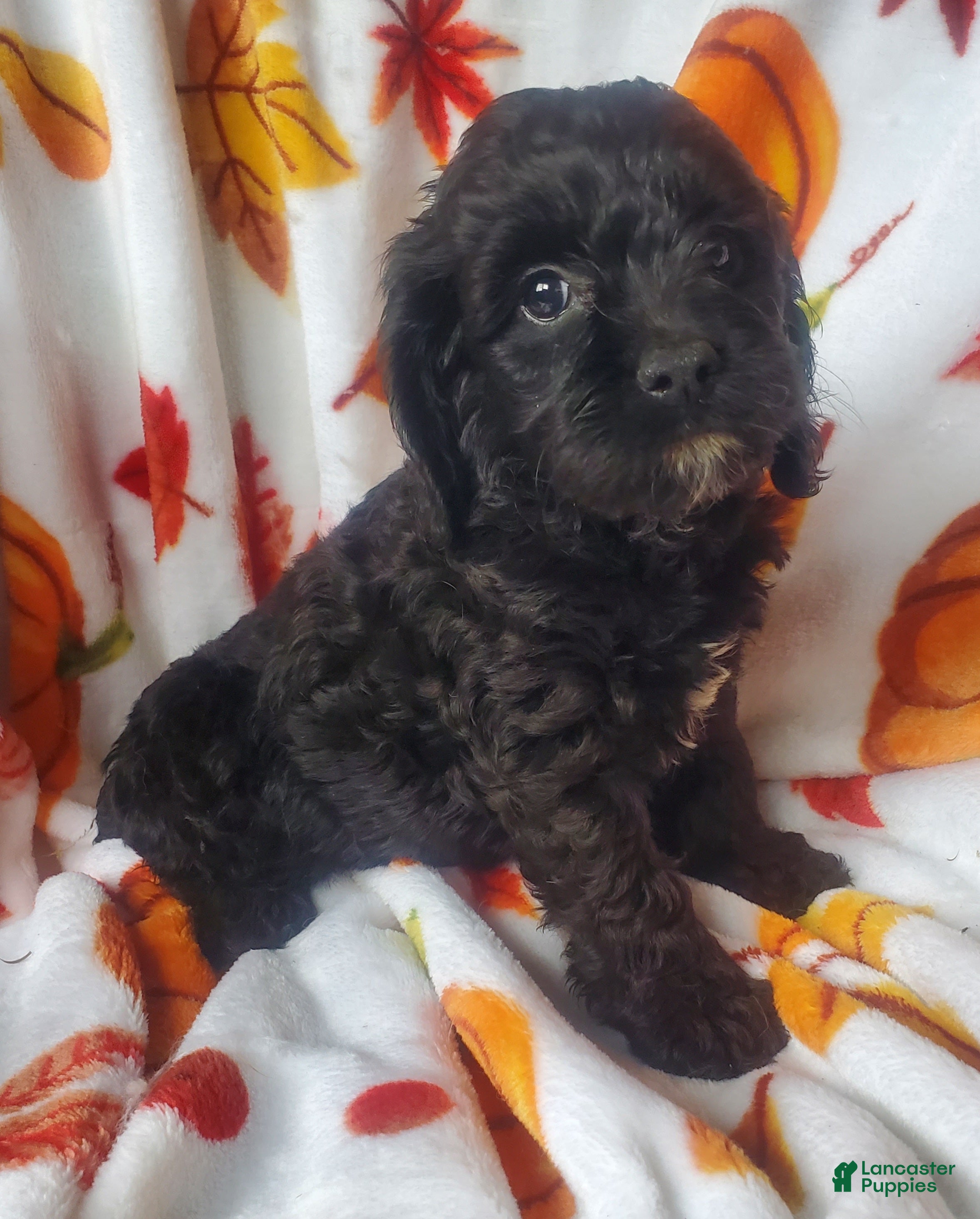 Cockapoo dogs Dixie - Ad 9