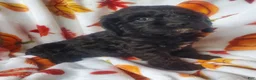 Cockapoo dogs for sale: Dixie - Ad 3