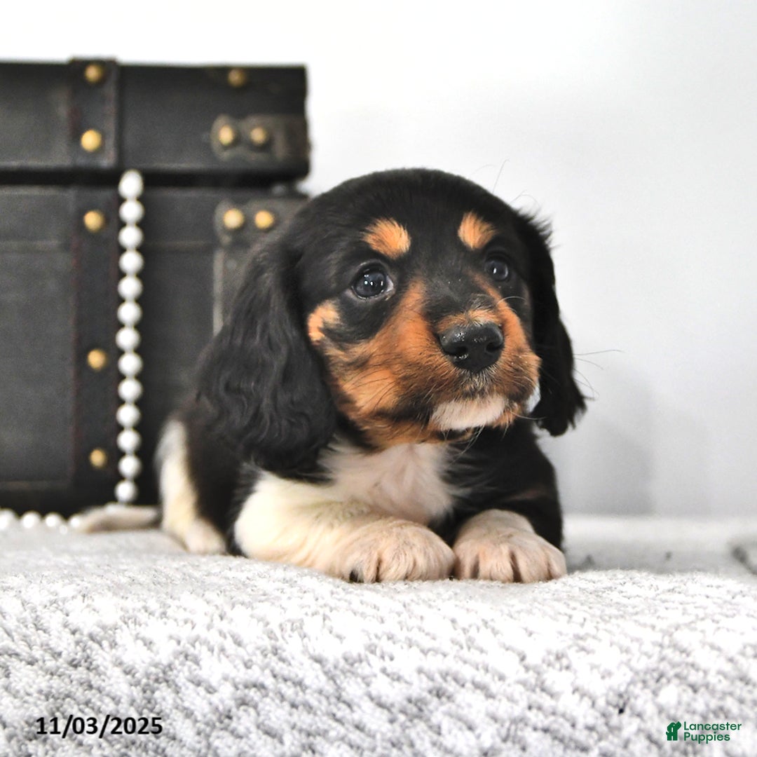 Miniature Dachshund dogs for sale: Jackson - Ad 4
