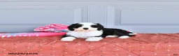 Mixed Breed dogs for sale: Pinklady - Ad 3