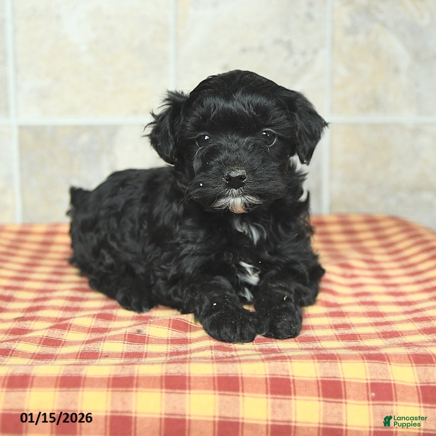 Yorkiepoo dogs Ethel - Ad 2