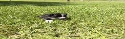 Mixed Breed dogs for sale: Savannah - Ad 8