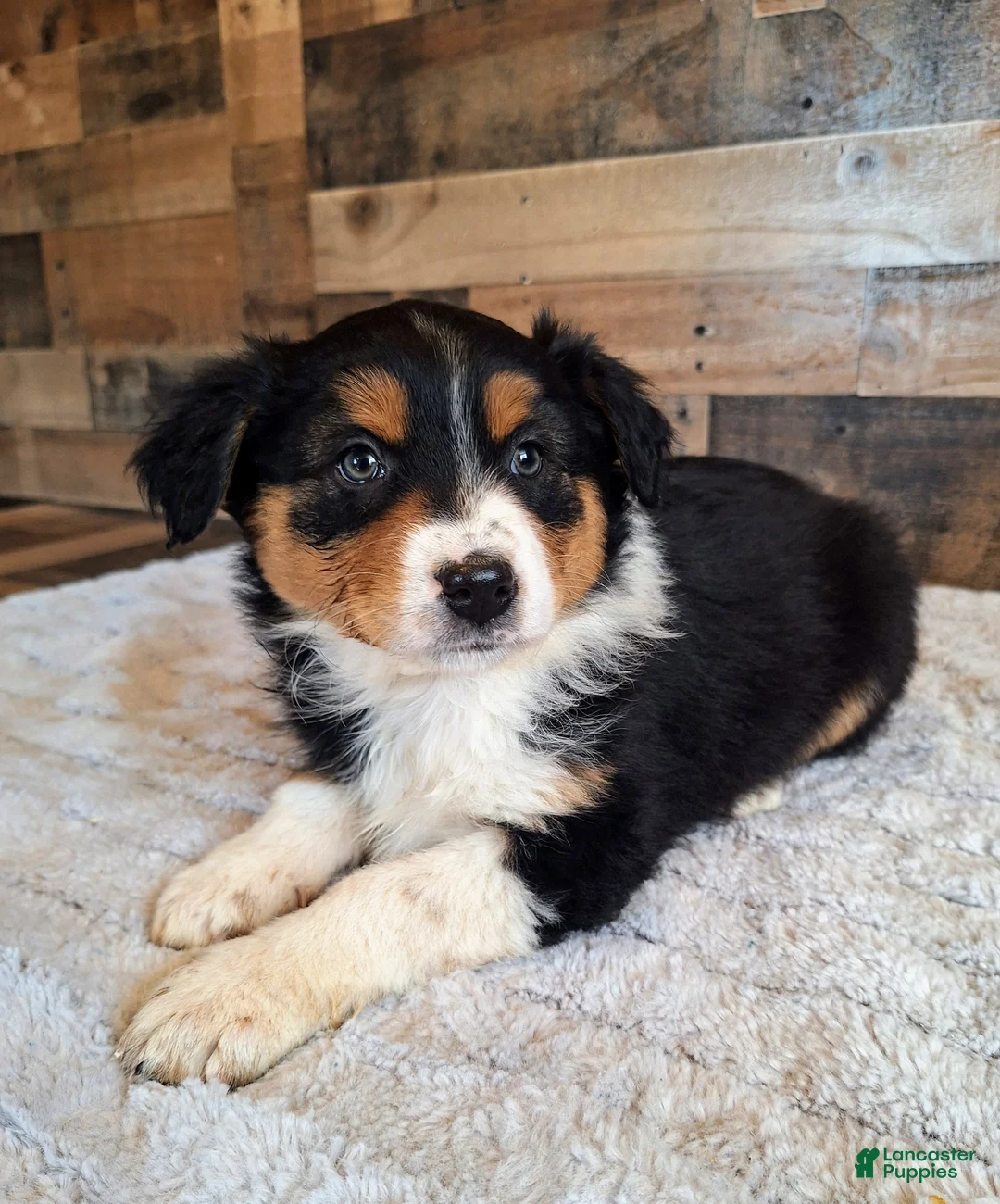 Australian Shepherd dogs for sale: Diana - Ad 1