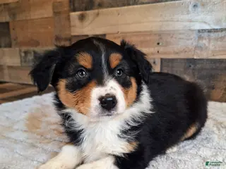 Australian Shepherd dogs for sale: Diana - Ad 1