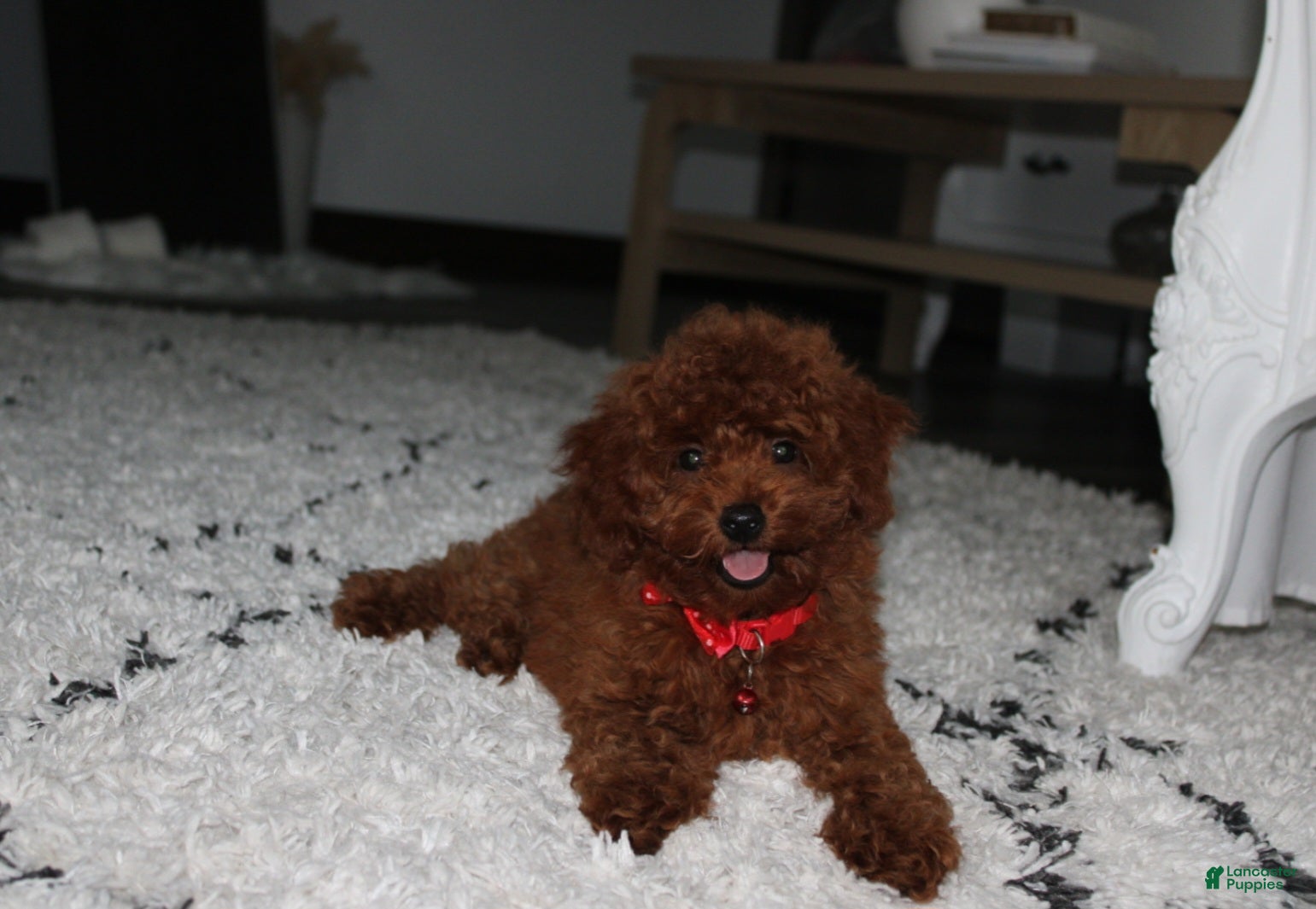 Toy Poodle dogs Toy PoodleKoda 1 - Ad 1