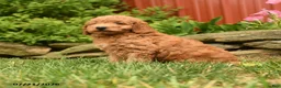 Mini Goldendoodle dogs for sale: Quest - Ad 2