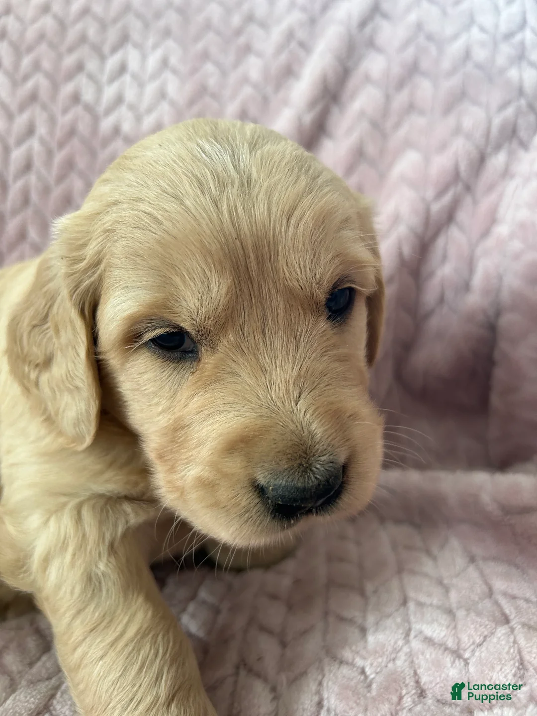 Golden Retriever dogs for sale: Snickerdoodle  - Ad 4