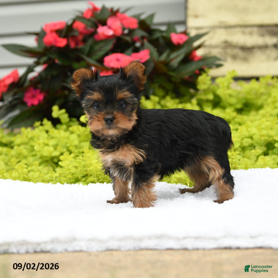Yorkshire Terrier dogs Bonnie - Ad 2