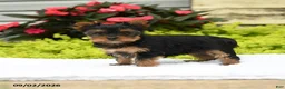 Yorkshire Terrier dogs for sale: Bonnie - Ad 2