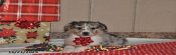 Australian Shepherd dogs for sale: Dewey - Ad 3