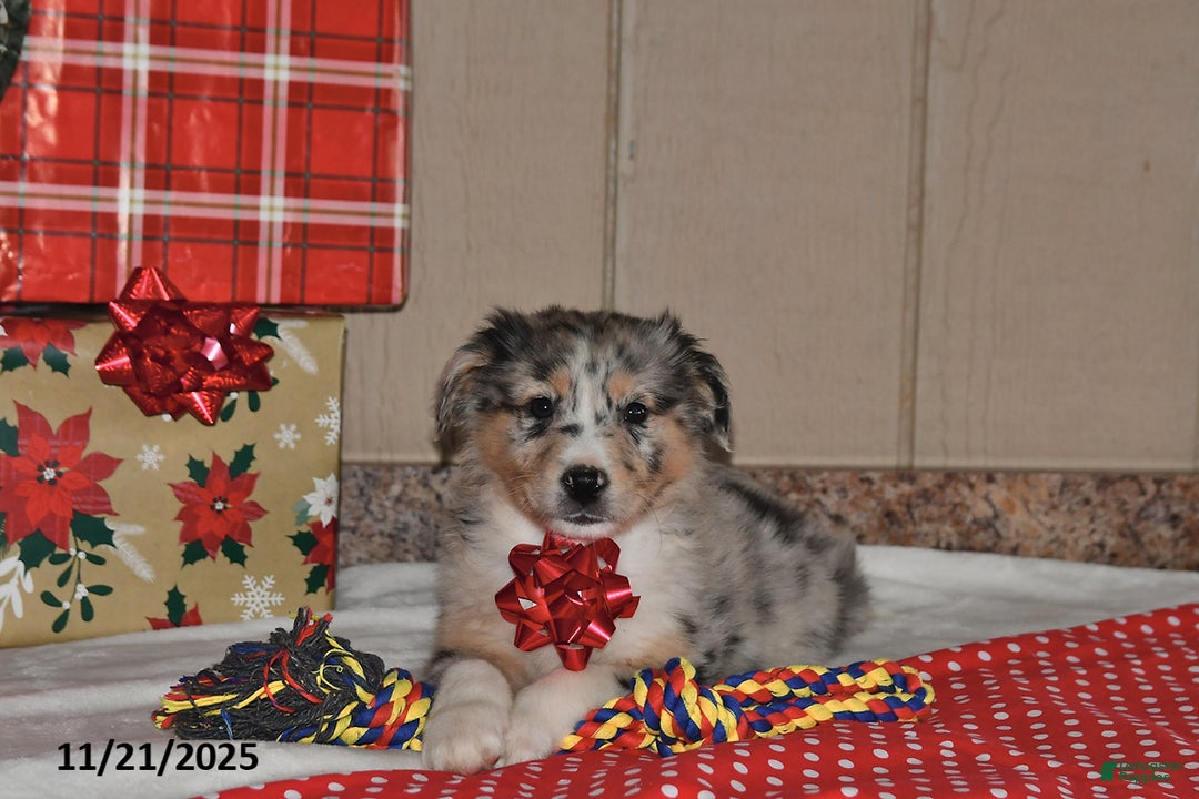 Australian Shepherd dogs for sale: Dewey - Ad 3