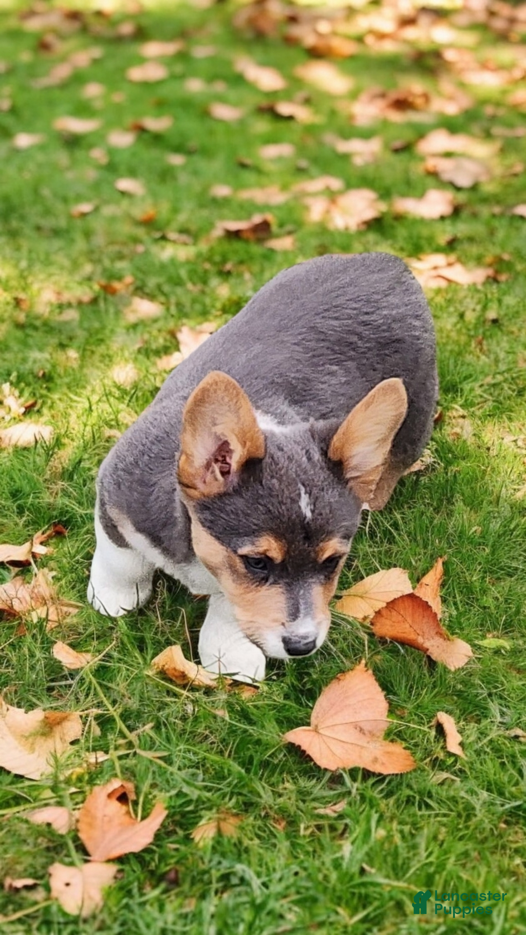 Welsh Corgi Pembroke dogs for sale: Abel Bluie - Ad 16