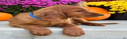 Irish Setter dogs for sale: Ralph - Ad 8