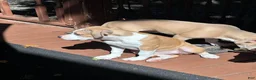 Mixed Breed dogs for sale: Sasha - Ad 3