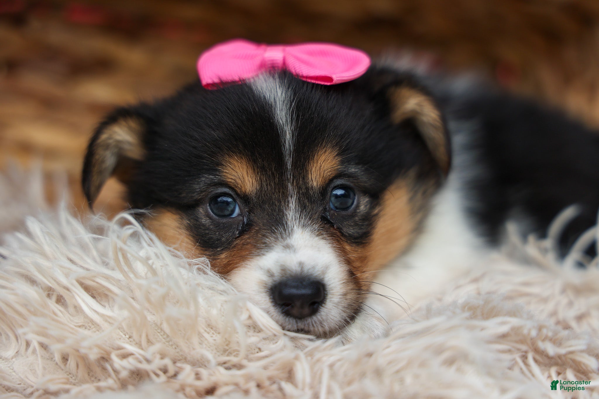 Welsh Corgi Pembroke dogs Annabelle🎀 - Ad 2