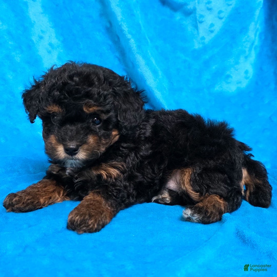 Mixed Breed dogs for sale: Davis - Ad 2