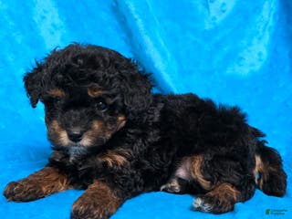 Mixed Breed dogs Davis - Ad 24